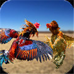 斗雞專(zhuān)業(yè)戶(hù)