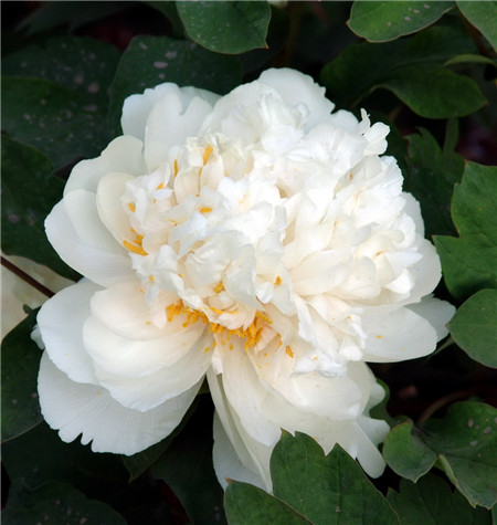 “七芍藥，八牡丹”