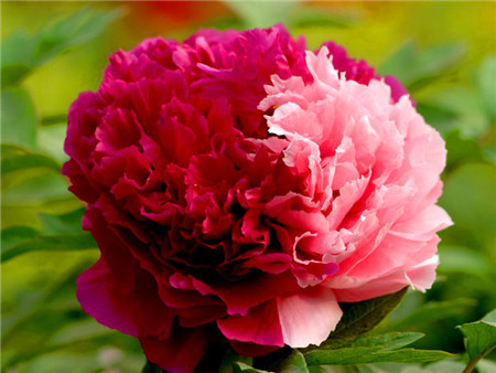 “荷花愛洗澡，牡丹怕濕腳”