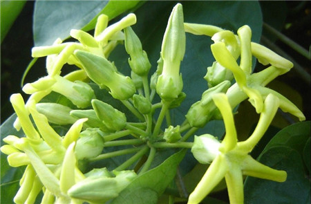 夜來(lái)香有毒嗎