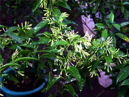 夜來(lái)香可以放在臥室養(yǎng)殖嗎