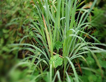 香茅的驅(qū)蚊方法