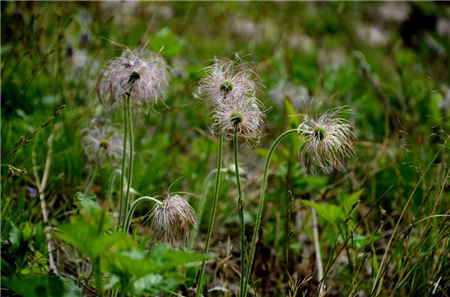 白頭翁的傳說(shuō)