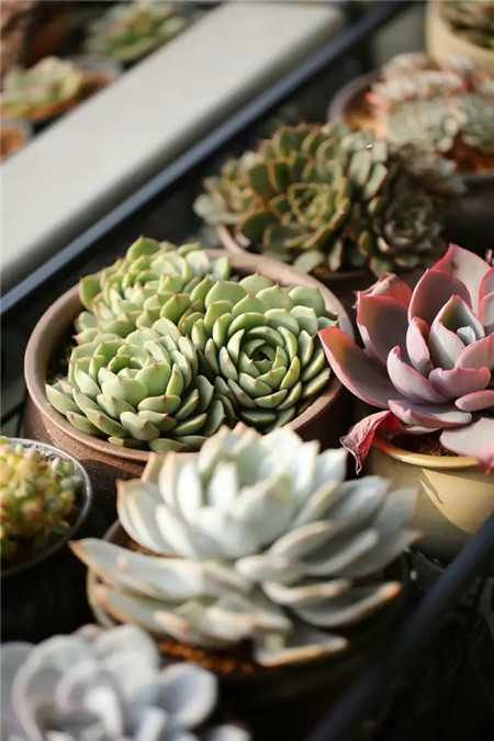 露辛那，苯巴蒂斯，晚霞，遠(yuǎn)處有白姬蓮