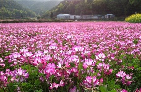 紫云英什么時(shí)候開(kāi)花