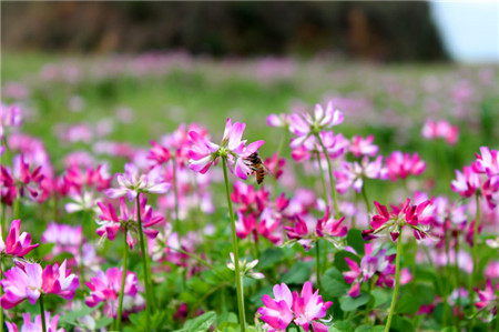 紫云英的花語(yǔ)