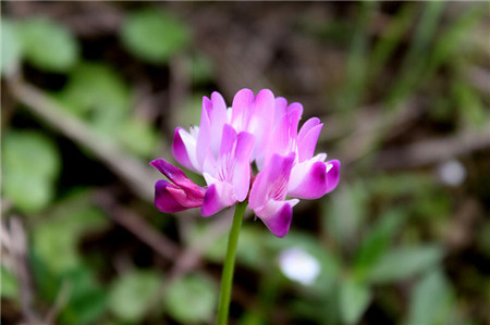 紫云英開(kāi)花欣賞