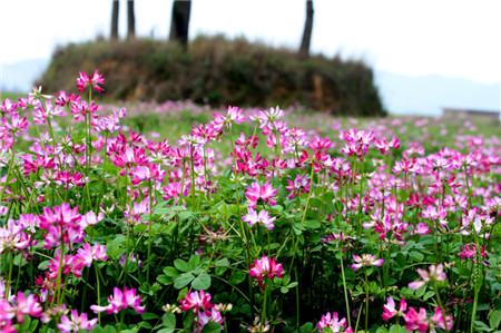 紫云英開(kāi)花欣賞