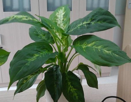 花葉萬年青的點綴家居