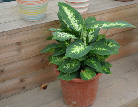 花葉萬年青的藥用價值