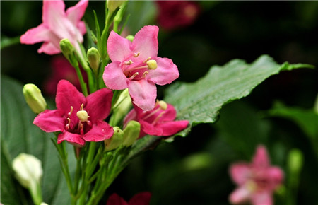 海仙花觀賞價值