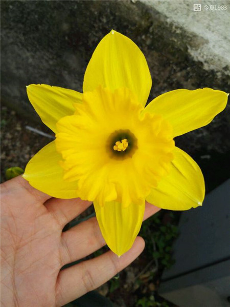 洋水仙的花語(yǔ)