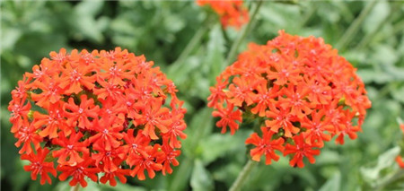 剪秋羅的生長習(xí)性