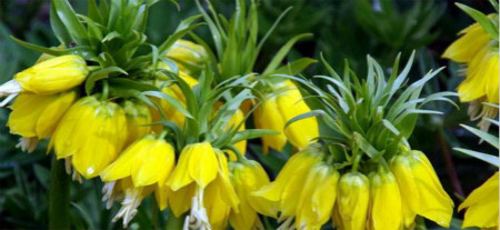 花貝母的觀(guān)賞價(jià)值