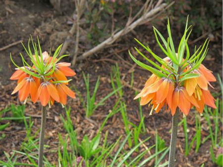 花貝母的花語(yǔ)