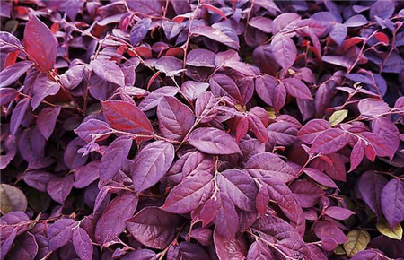 紅花繼木雙面紅