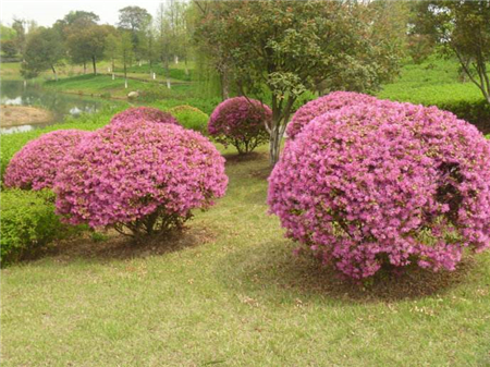 紅花繼木藥用價(jià)值