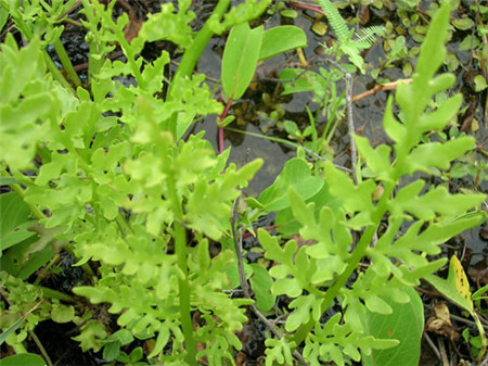 水蕨的藥用價(jià)值