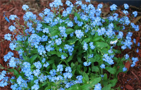 早、晚熟勿忘我