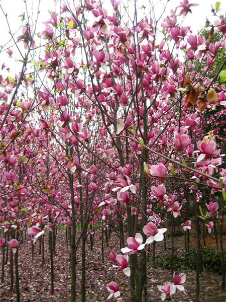 紫玉蘭的其他作用