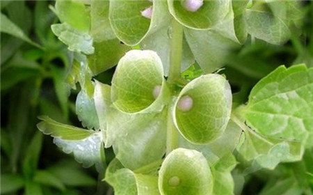 貝殼花多久開(kāi)花