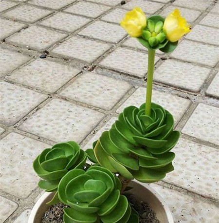 金錢木開花會(huì)死嗎