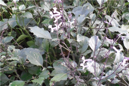 吸毒草的花期養(yǎng)護
