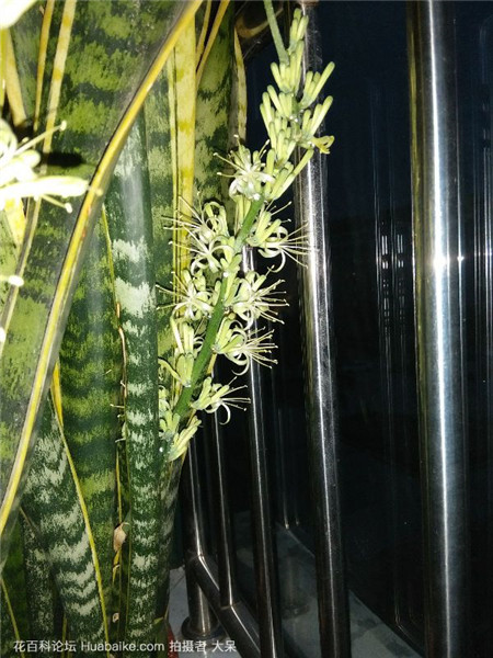 虎皮蘭不長咋辦