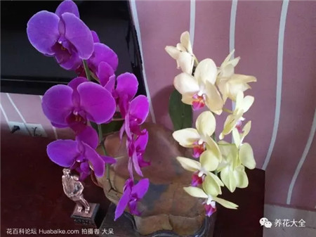 蝴蝶蘭