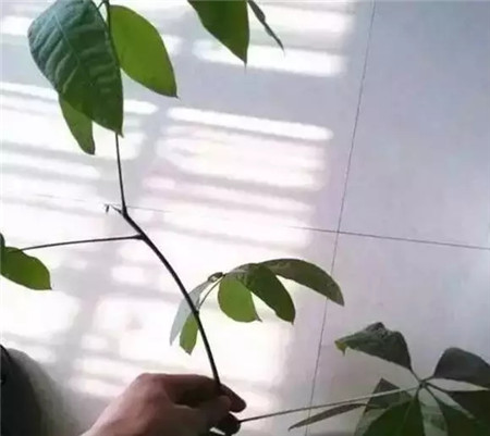 取下來(lái)的枝條