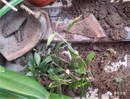 碎花盆重現(xiàn)生機