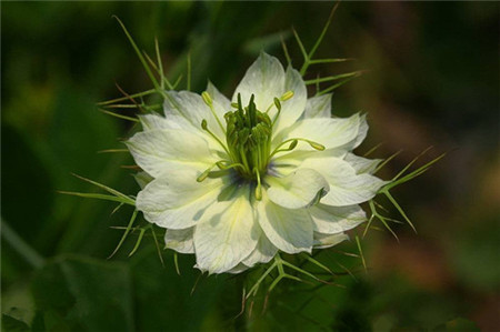 黑種草簡(jiǎn)介