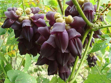 禾雀花開(kāi)花圖片欣賞