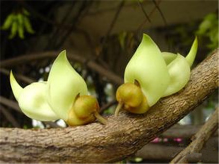 禾雀花開(kāi)花圖片欣賞