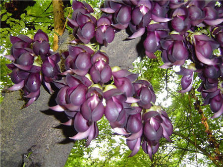 禾雀花開(kāi)花圖片欣賞