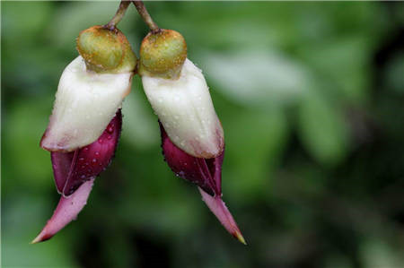 禾雀花開(kāi)花圖片欣賞