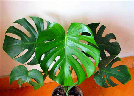 謠言二：家中的綠植能應(yīng)對霧霾天