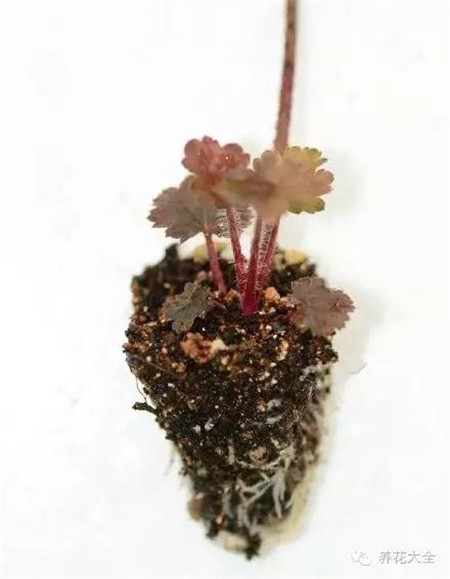 根系長(zhǎng)得差不多