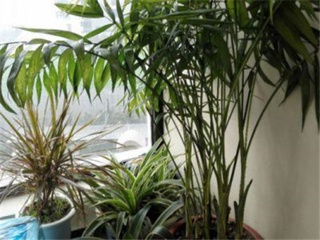 避免大風、干燥天氣