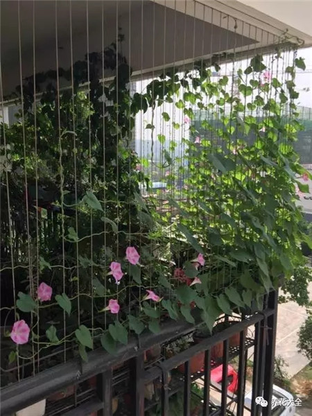 牽?；ù昂煹闹谱髋c欣賞