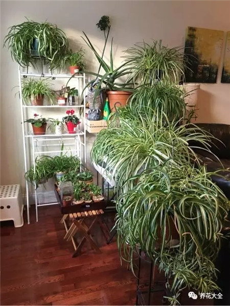 施肥次數(shù) 施肥次數(shù)