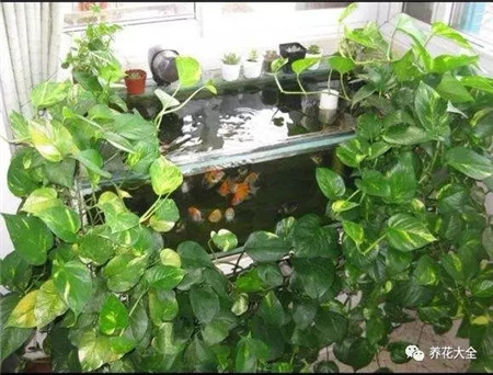 施肥次數(shù) 施肥次數(shù)