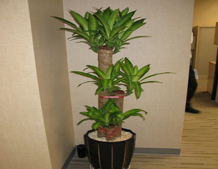 巴西木修剪的結束工作