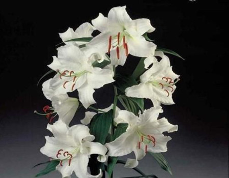 卡薩布蘭卡花的花語(yǔ)