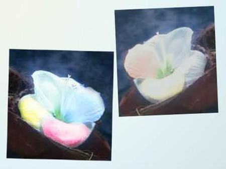 依米花的花語(yǔ)