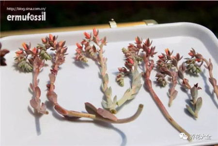 剪下來(lái)的花莖