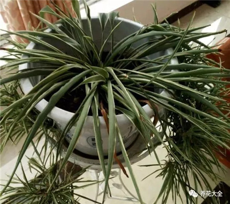 黃葉嚴重，剃頭重發(fā)