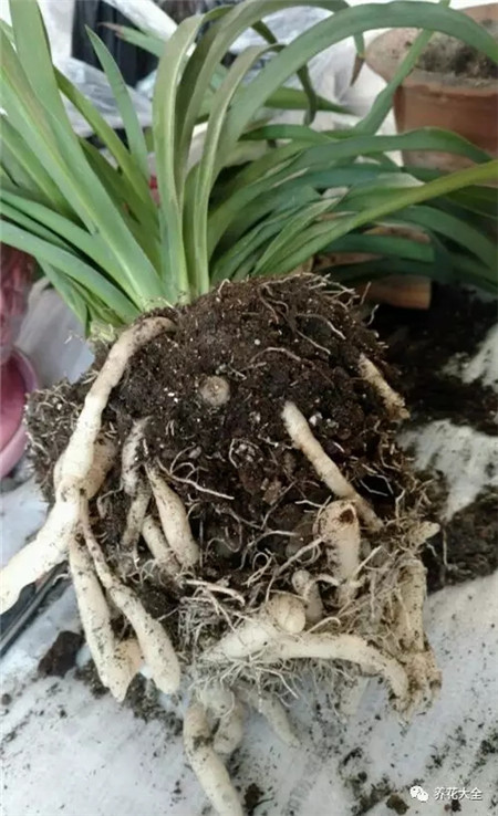 根系腐爛，修剪根系