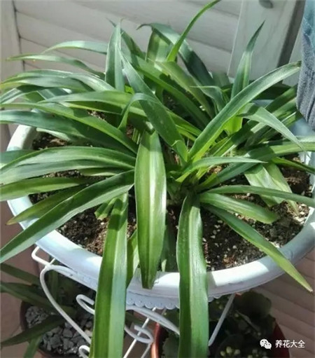 根系腐爛，修剪根系