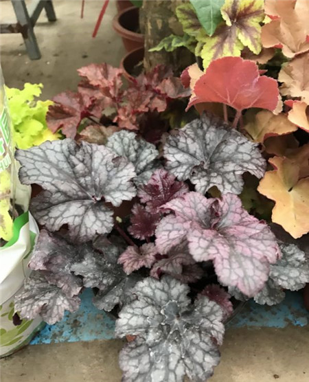 看枝條是否挺立，充滿生機